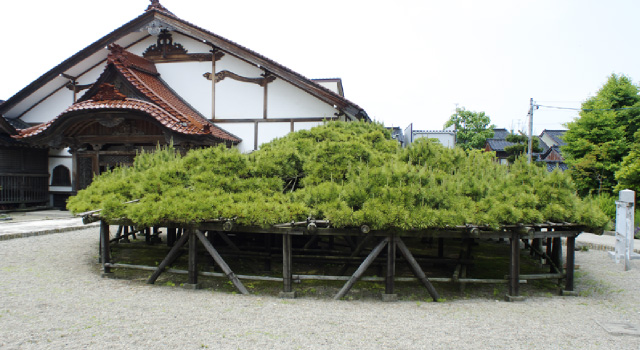 専念寺の傘松